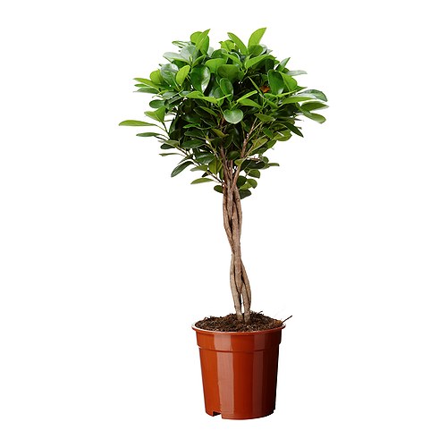 FICUS MICROCARPA MOCLAME Pianta da vaso IKEA