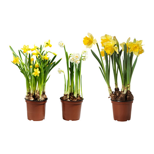 NARCISSUS Pianta da vaso IKEA