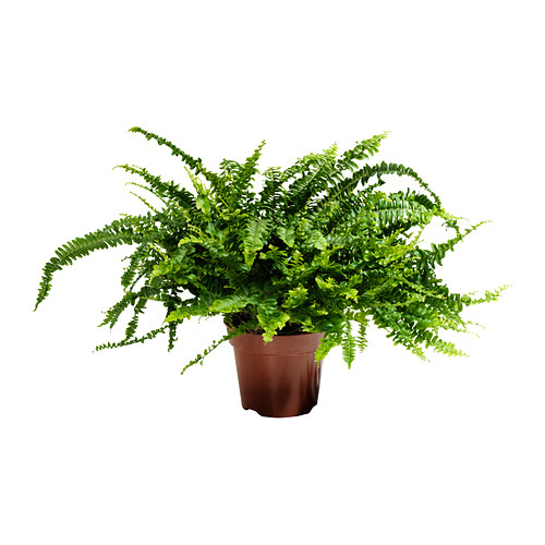NEPHROLEPIS Pianta da vaso IKEA