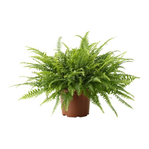 NEPHROLEPIS Pianta da vaso IKEA