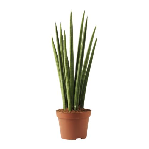 SANSEVIERIA CYLINDRICA Pianta da vaso IKEA