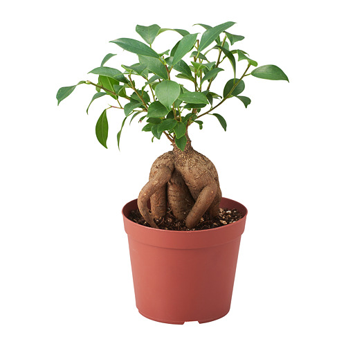 FICUS MICROCARPA GINSENG Potted plant IKEA