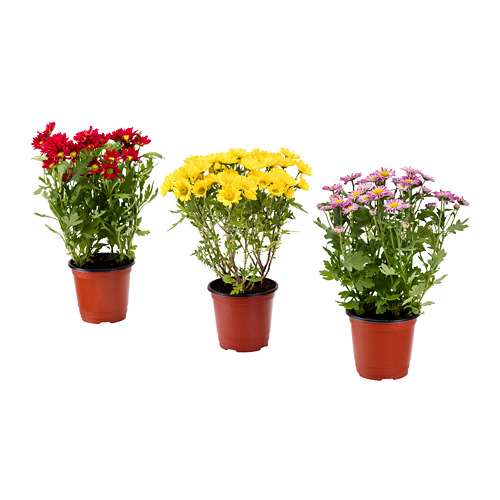 CHRYSANTHEMUM Potted plant IKEA