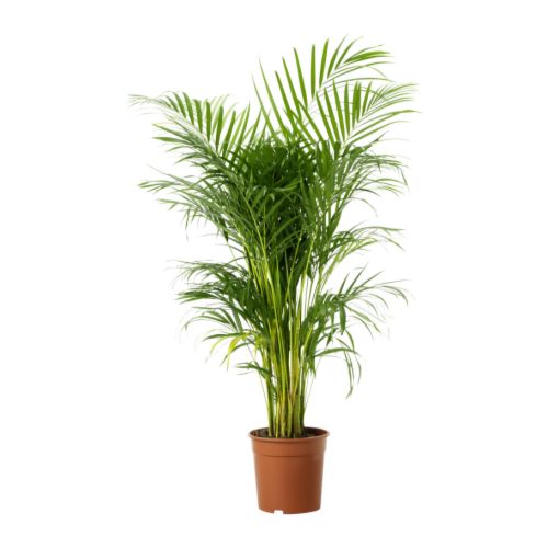 CHRYSALIDOCARPUS LUTESCENS Plant IKEA
