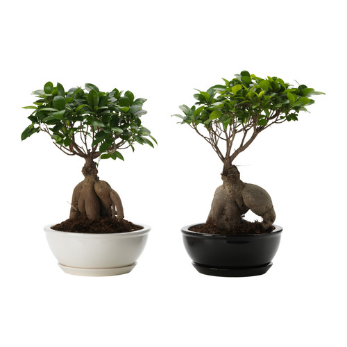 FICUS MICROCARPA GINSENG Plant met sierpot IKEA