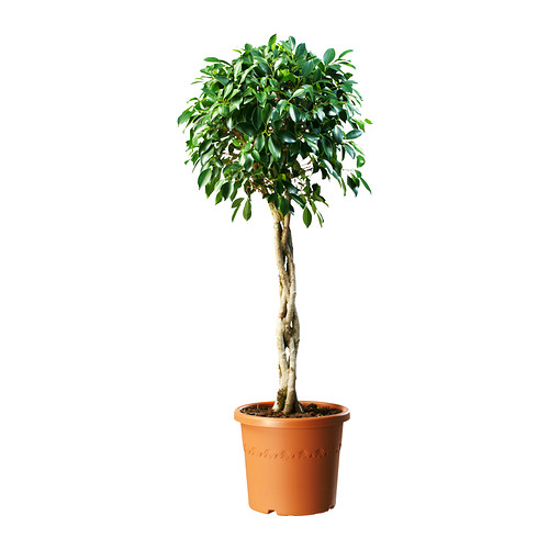 FICUS NITIDA Plant IKEA