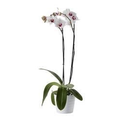 phalaenopsis-plant__0091673_PE227445_S3.JPG