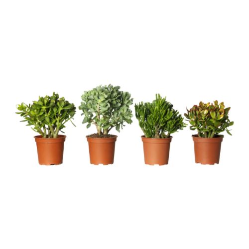 CRASSULA Potteplante IKEA