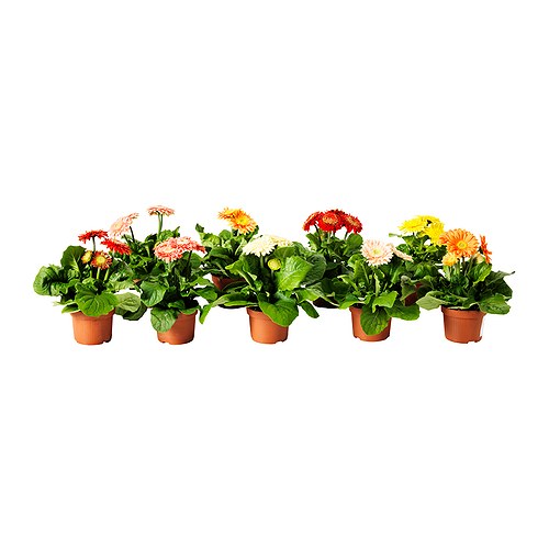 GERBERA Potteplante IKEA