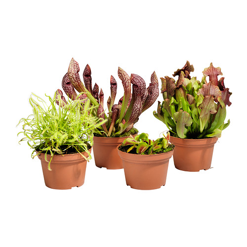 GRÖNSKAN Potteplante IKEA