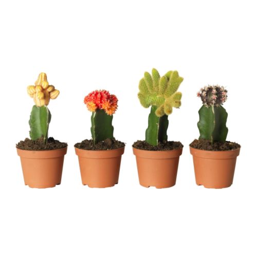 GYMNOCALYCIUM Potteplante IKEA