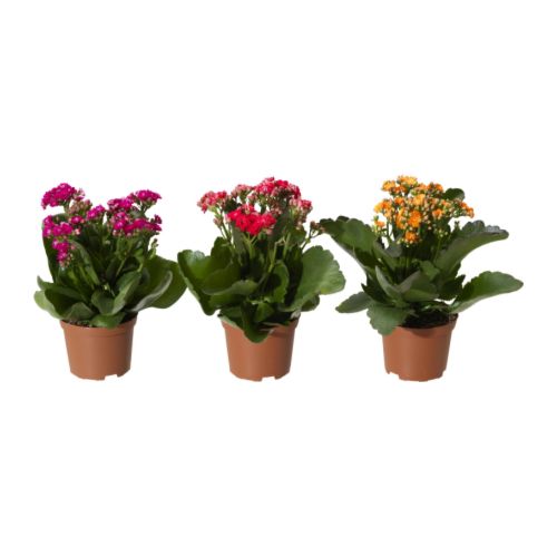 KALANCHOE Potteplante IKEA