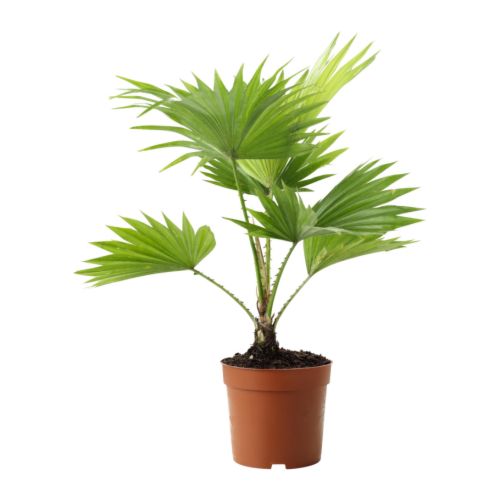 LIVISTONA ROTUNDIFOLIA Potteplante IKEA