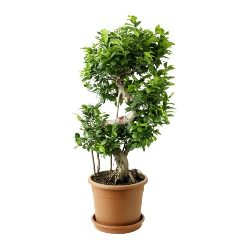 FICUS MICROCARPA GINSENG Roślina doniczkowa IKEA