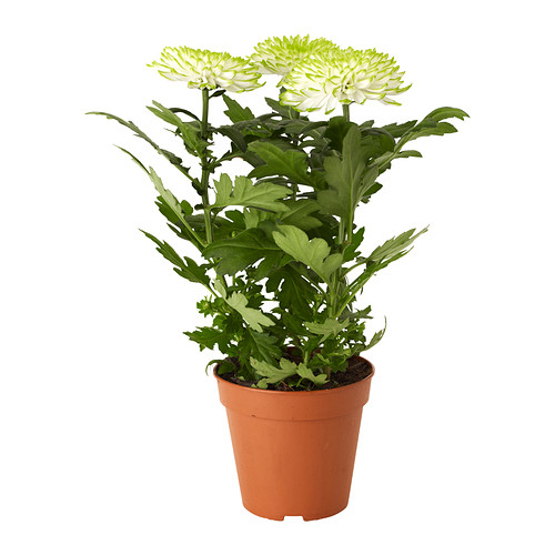 CHRYSANTHEMUM Potted plant IKEA