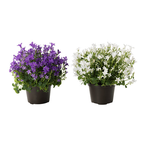 CAMPANULA PORTENSCHLAGIANA Planta IKEA