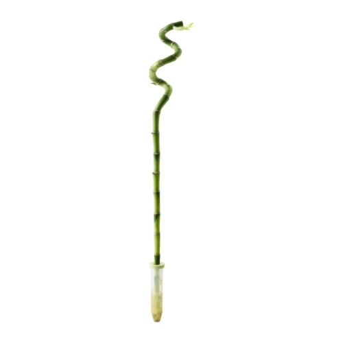DRACAENA Planta IKEA