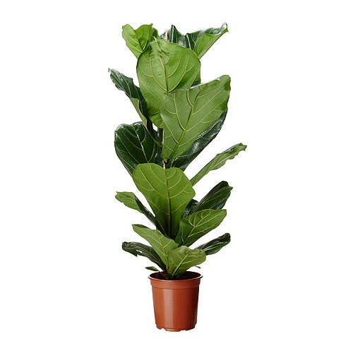 FICUS LYRATA Planta IKEA