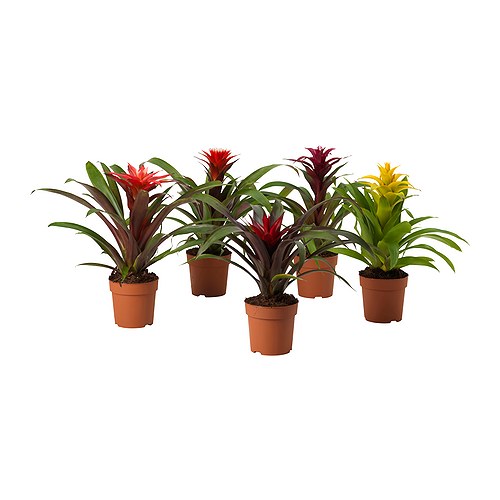 GUZMANIA Planta IKEA