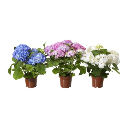 HYDRANGEA Planta IKEA