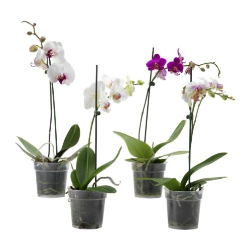 PHALAENOPSIS Planta IKEA