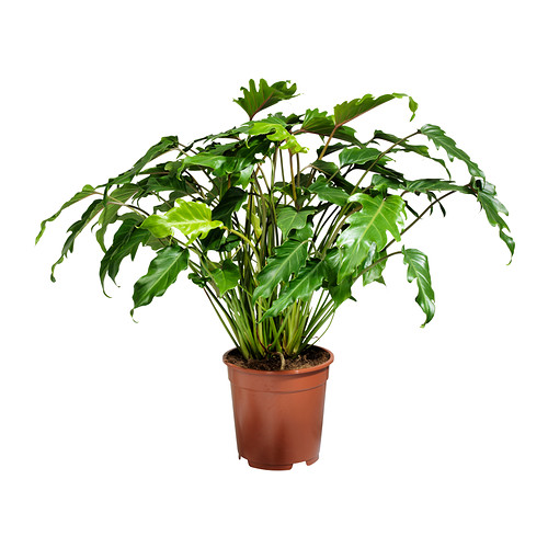 PHILODENDRON XANADU Planta IKEA
