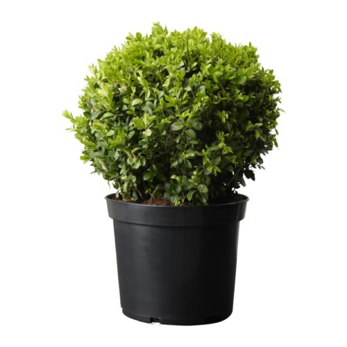 BUXUS SEMPERVIRENS Fl+gh IKEA