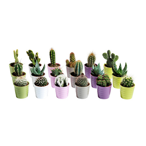 CACTACEAE Plantă cu ghiveci IKEA