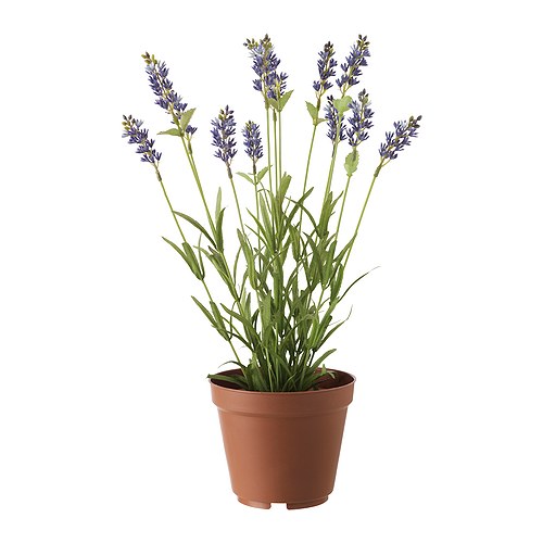 FEJKA Plantă artificială în ghiveci IKEA Plantă artificială cu aspect natural, ce rămâne la fel de proaspătă an după an. 
