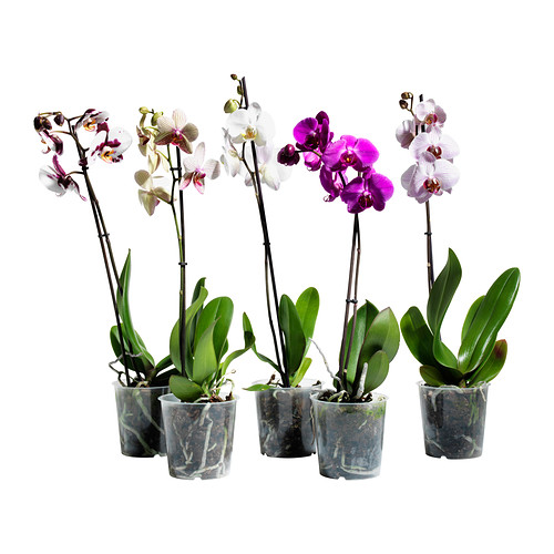 PHALAENOPSIS Fl+gh IKEA