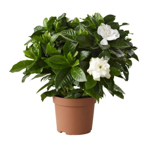 krukv�xt v�xter v�xt , doftgardenia gardenia jasminoides
