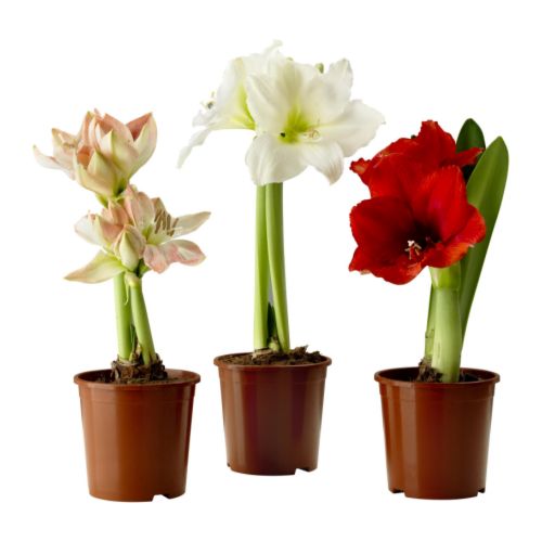 krukv�xt v�xter v�xt , amaryllis, 2 knoppar blandade f�rger hippeastrum