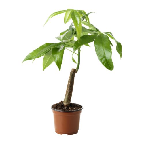 krukv�xt v�xter v�xt , lyckokastanj pachira aquatica