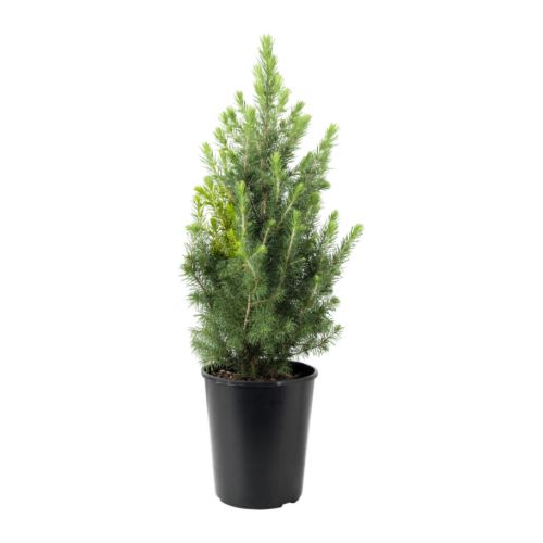 krukv�xt v�xter v�xt , sockertoppsgran picea glauca conica