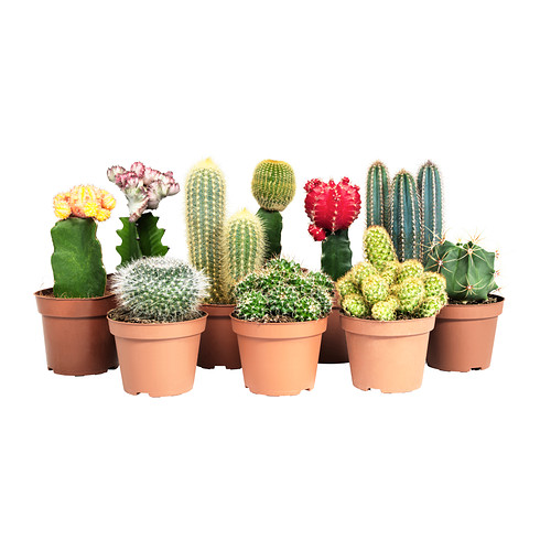 CACTACEAE Rastlina v kvetináči IKEA