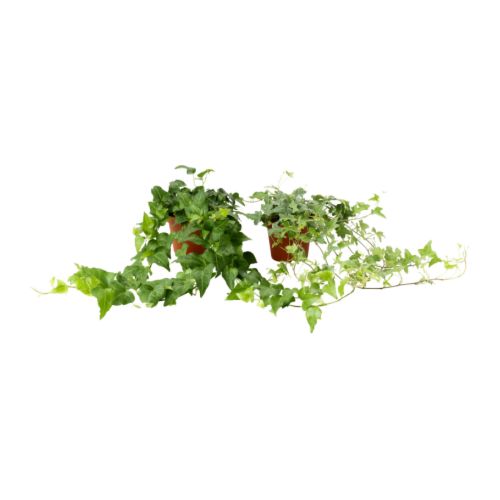 HEDERA HELIX Rastlina v kvetináči IKEA