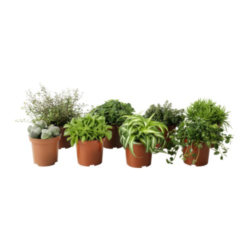 HIMALAYAMIX Rastlina v kvetináči IKEA