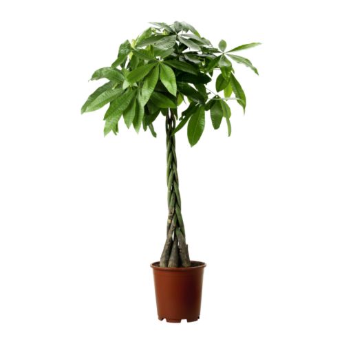 PACHIRA AQUATICA Rastlina v kvetináči IKEA