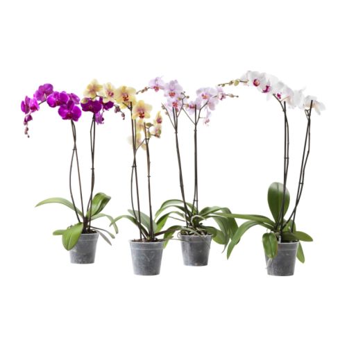 PHALAENOPSIS Rastlina v kvetináči IKEA