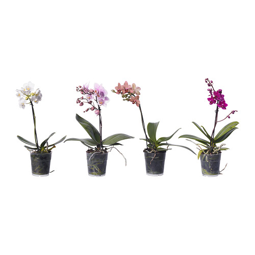 PHALAENOPSIS Rastlina v kvetináči IKEA