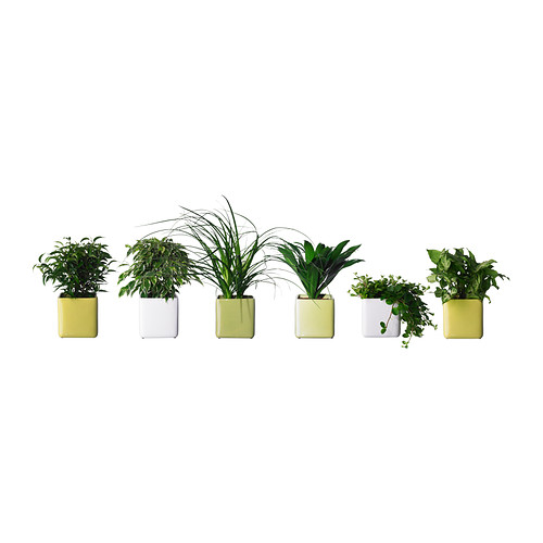 STOLLIG Rastlina v kvetináči IKEA