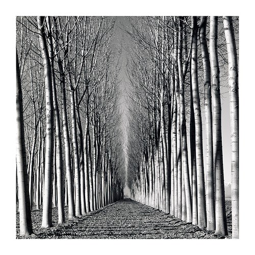 My path C.Mom