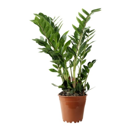 zamioculcas potted plant__67488_PE181328_S4