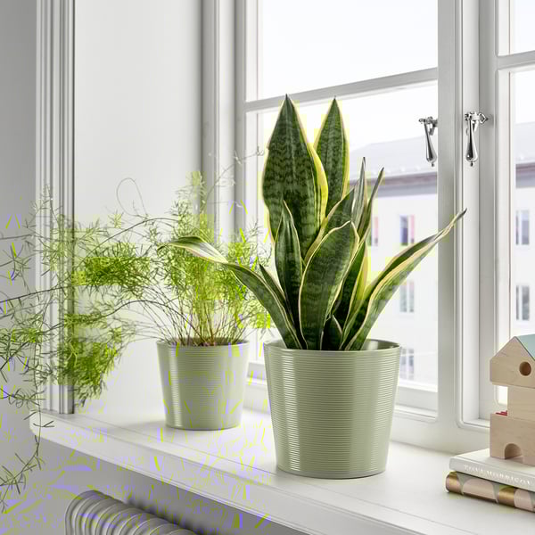 BROKSPIREA آنية نباتات, أخضر فاتح, 15 سم