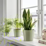 BROKSPIREA آنية نباتات, أخضر فاتح, 15 سم