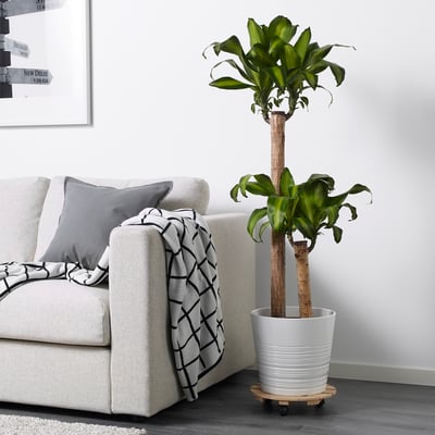 DRACAENA MASSANGEANA زرع في وعاء, نبتة الدوم./ساقان, 24 سم