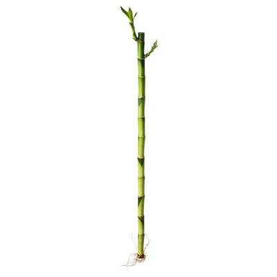 DRACAENA نبات, Lucky bamboo, 45 سم