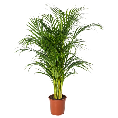 DYPSIS LUTESCENS زرع في وعاء, نخلة أريكا, 21 سم