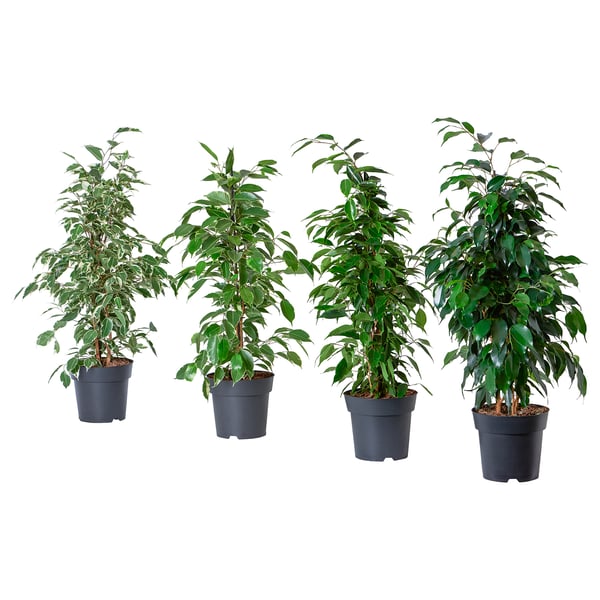 FICUS BENJAMINA زرع في وعاء, التين المتهدل, 12 سم