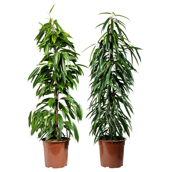 FICUS BINNENDIJKII زرع في وعاء, Weeping fig متعددة, 17 سم